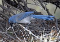 Western Scrub Jay 3054